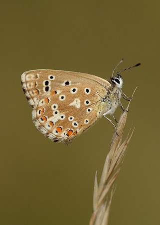 Adonis Blue Polyommatus bellargus
