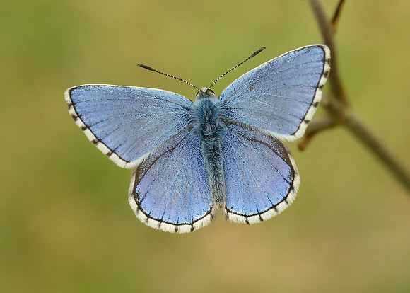 Adonis Blue Polyommatus bellargus