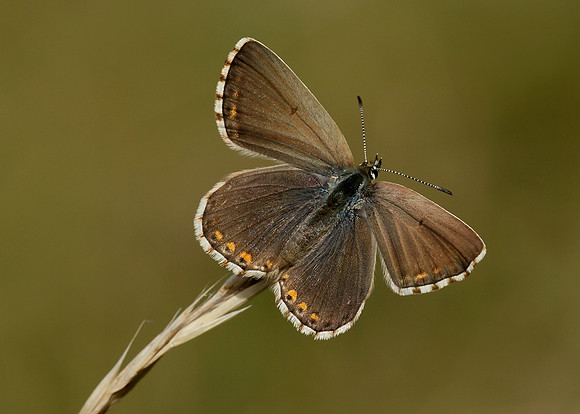Adonis Blue Polyommatus bellargus