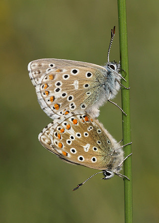 Adonis Blue Polyommatus bellargus