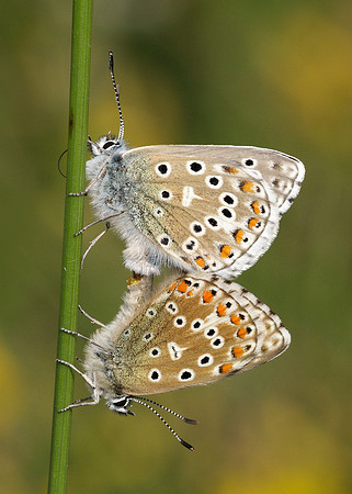 Adonis Blue Polyommatus bellargus