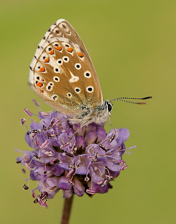 Adonis Blue Polyommatus bellargus