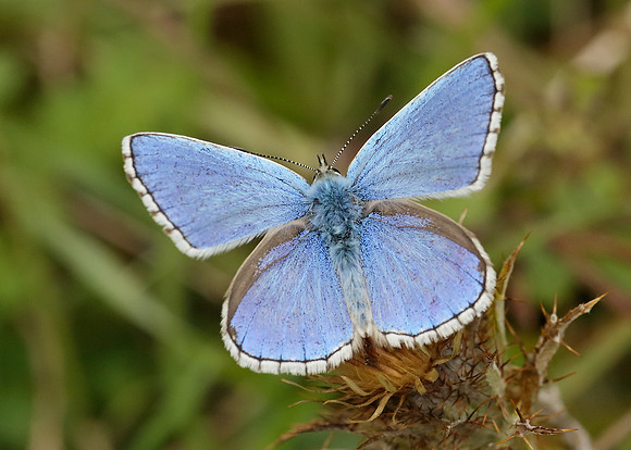 Adonis Blue Polyommatus bellargus