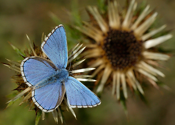 Adonis Blue Polyommatus bellargus