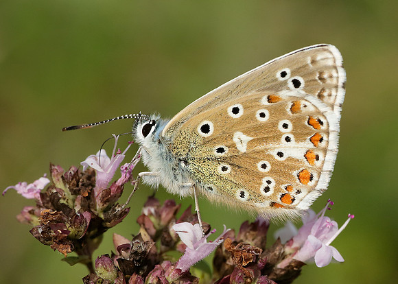 Adonis Blue Polyommatus bellargus