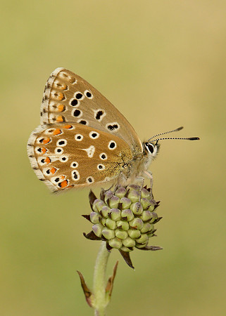 Adonis Blue Polyommatus bellargus