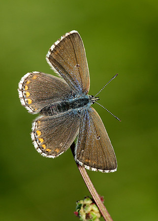 Adonis Blue Polyommatus bellargus