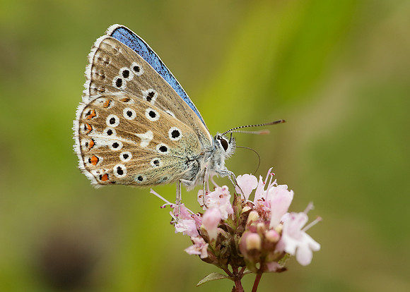 Adonis Blue Polyommatus bellargus