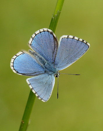 Adonis Blue Polyommatus bellargus
