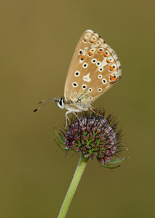 Adonis Blue Polyommatus bellargus