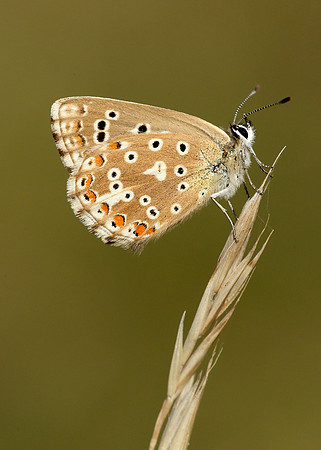 Adonis Blue Polyommatus bellargus