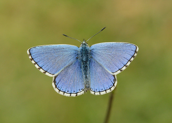 Adonis Blue Polyommatus bellargus