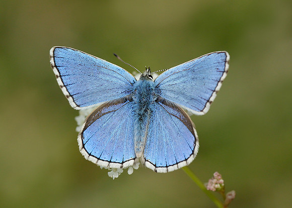 Adonis Blue Polyommatus bellargus