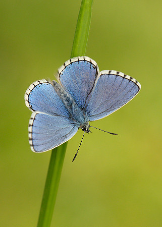 Adonis Blue Polyommatus bellargus