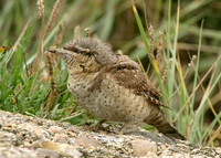 Wryneck Jynx torquilla