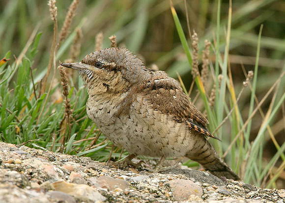 Wryneck Jynx torquilla