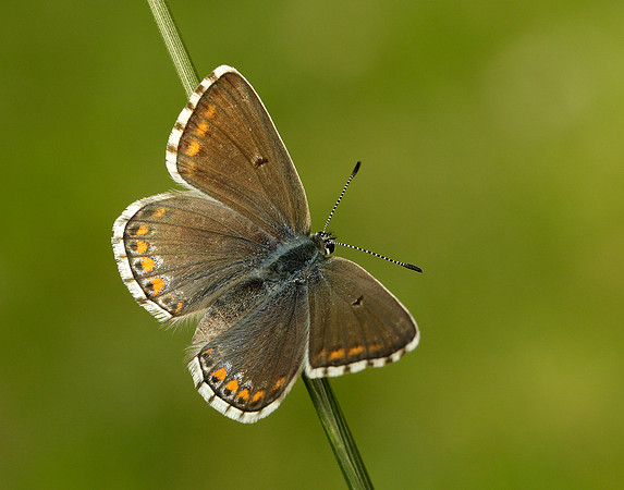 Adonis Blue Polyommatus bellargus