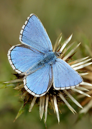 Adonis Blue Polyommatus bellargus