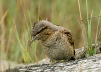 Wryneck Jynx torquilla