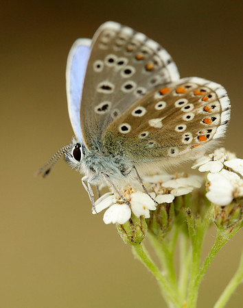 Adonis Blue Polyommatus bellargus