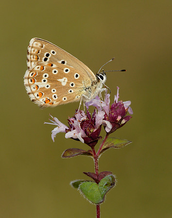 Adonis Blue Polyommatus bellargus