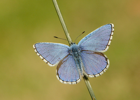Adonis Blue Polyommatus bellargus