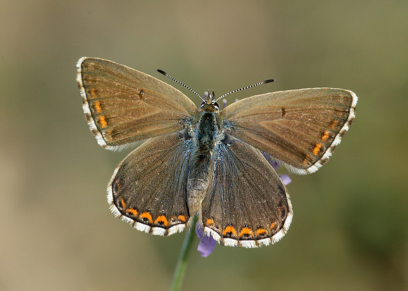 Adonis Blue Polyommatus bellargus