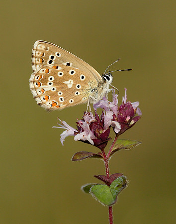 Adonis Blue Polyommatus bellargus