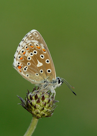Adonis Blue Polyommatus bellargus