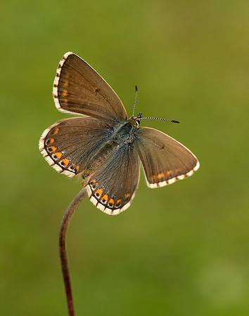 Adonis Blue Polyommatus bellargus