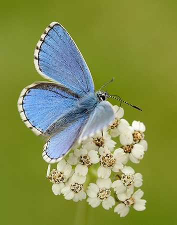 Adonis Blue Polyommatus bellargus
