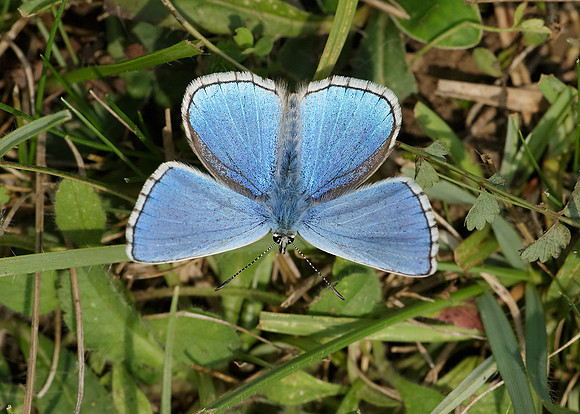 Adonis Blue Polyommatus bellargus