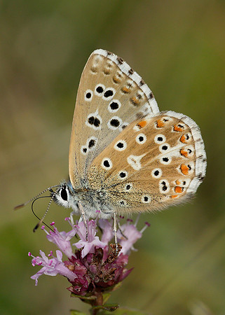 Adonis Blue Polyommatus bellargus