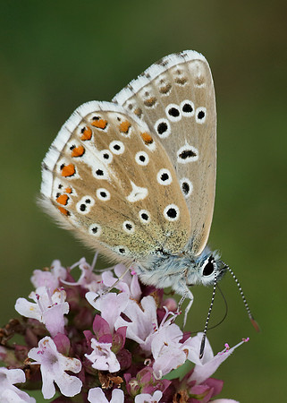 Adonis Blue Polyommatus bellargus