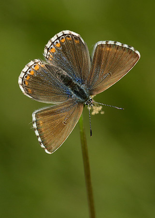 Adonis Blue Polyommatus bellargus