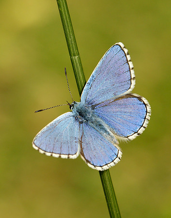 Adonis Blue Polyommatus bellargus