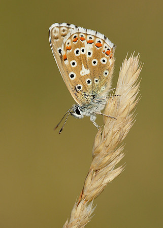 Adonis Blue Polyommatus bellargus