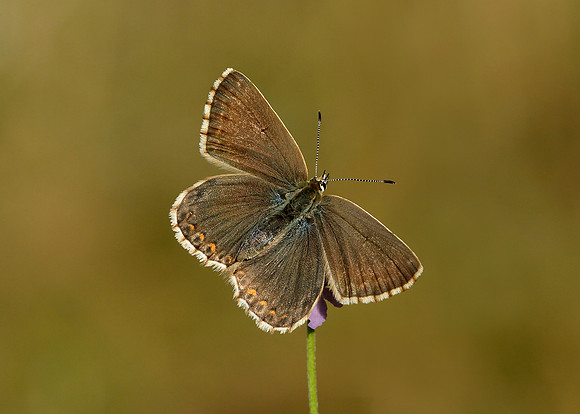 Adonis Blue Polyommatus bellargus
