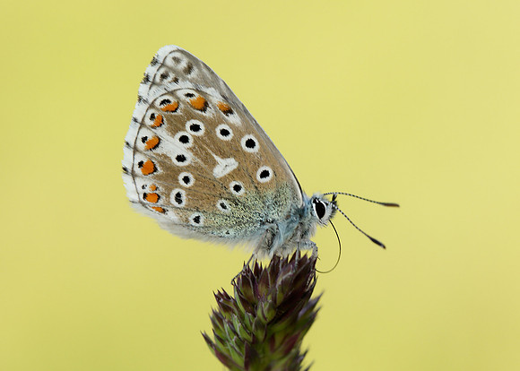 Adonis Blue Polyommatus bellargus