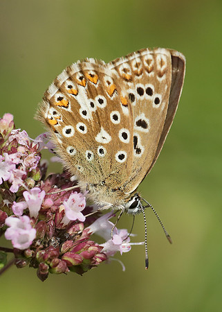 Adonis Blue Polyommatus bellargus