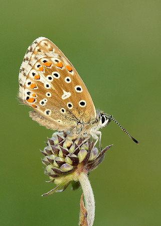 Adonis Blue Polyommatus bellargus