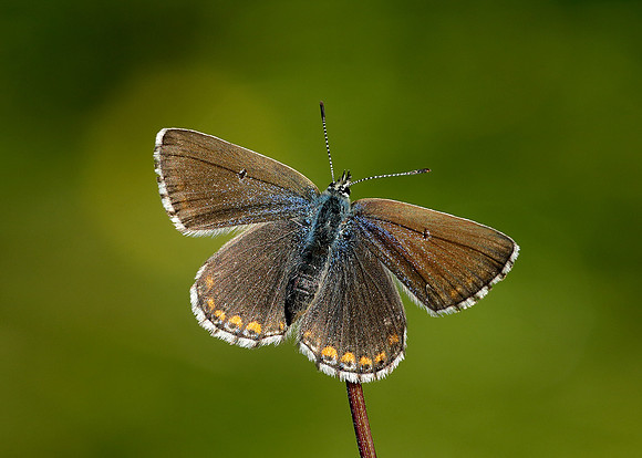 Adonis Blue Polyommatus bellargus