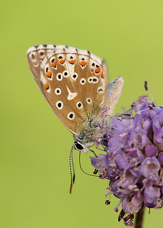 Adonis Blue Polyommatus bellargus