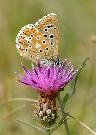 Adonis Blue Polyommatus bellargus