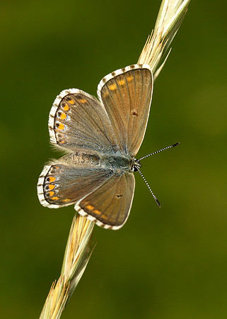 Adonis Blue Polyommatus bellargus