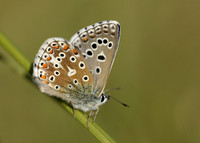 Adonis Blue Polyommatus bellargus