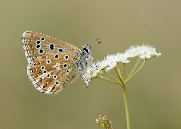 Adonis Blue Polyommatus bellargus