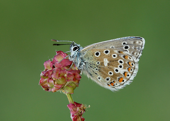 Adonis Blue Polyommatus bellargus