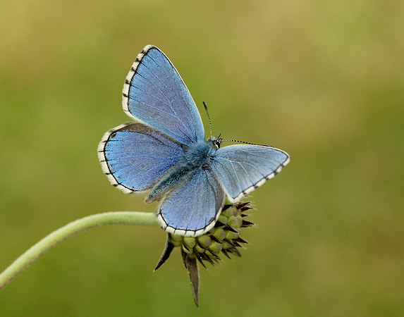 Adonis Blue Polyommatus bellargus