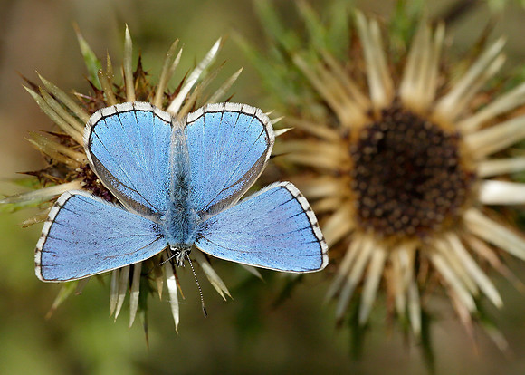 Adonis Blue Polyommatus bellargus